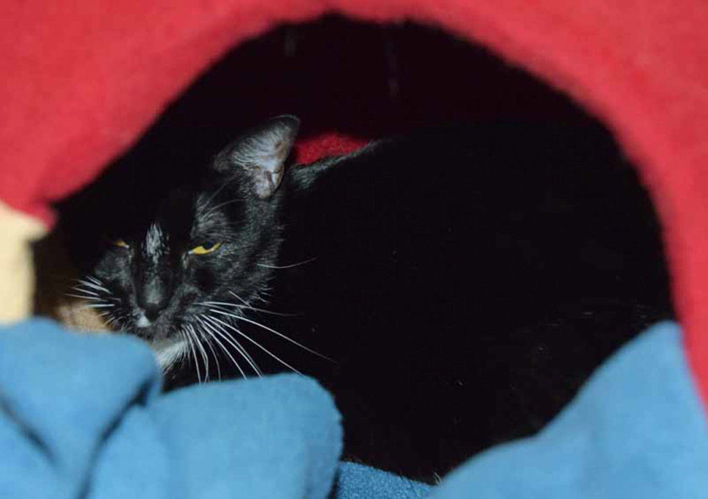 Kathleen is looking for a quiet home. She’d like cat trees to climb, boxes to sleep in, and toys to play with – especially the interactive types like wand toys. Kathleen loves to snuggle up in a comfy, warm lap. (Arleigh Movitz/Everett Animal Shelter)

