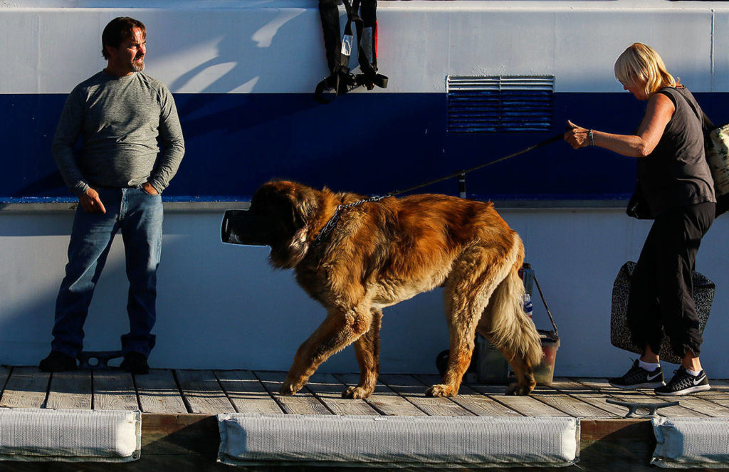 Linda McCubbin with her Leonberger dog, Ames — muzzled because it is a rule on the ferry — walks past crew member Michael Jablinske to get off the Hat Express Thursday after arriving on the Island. McCubbin and husband, Clint, of Lake Stevens, have had a place on Hat Island for 10 years. “It’s close to home, yet in another world,” she said. (Dan Bates / The Herald)
