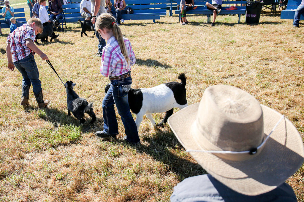 Contestants march their livestock around for competition during the 70th Annual Silvana Fair Saturday morning in Silvana on July 29, 2017. (Kevin Clark / The Herald)
