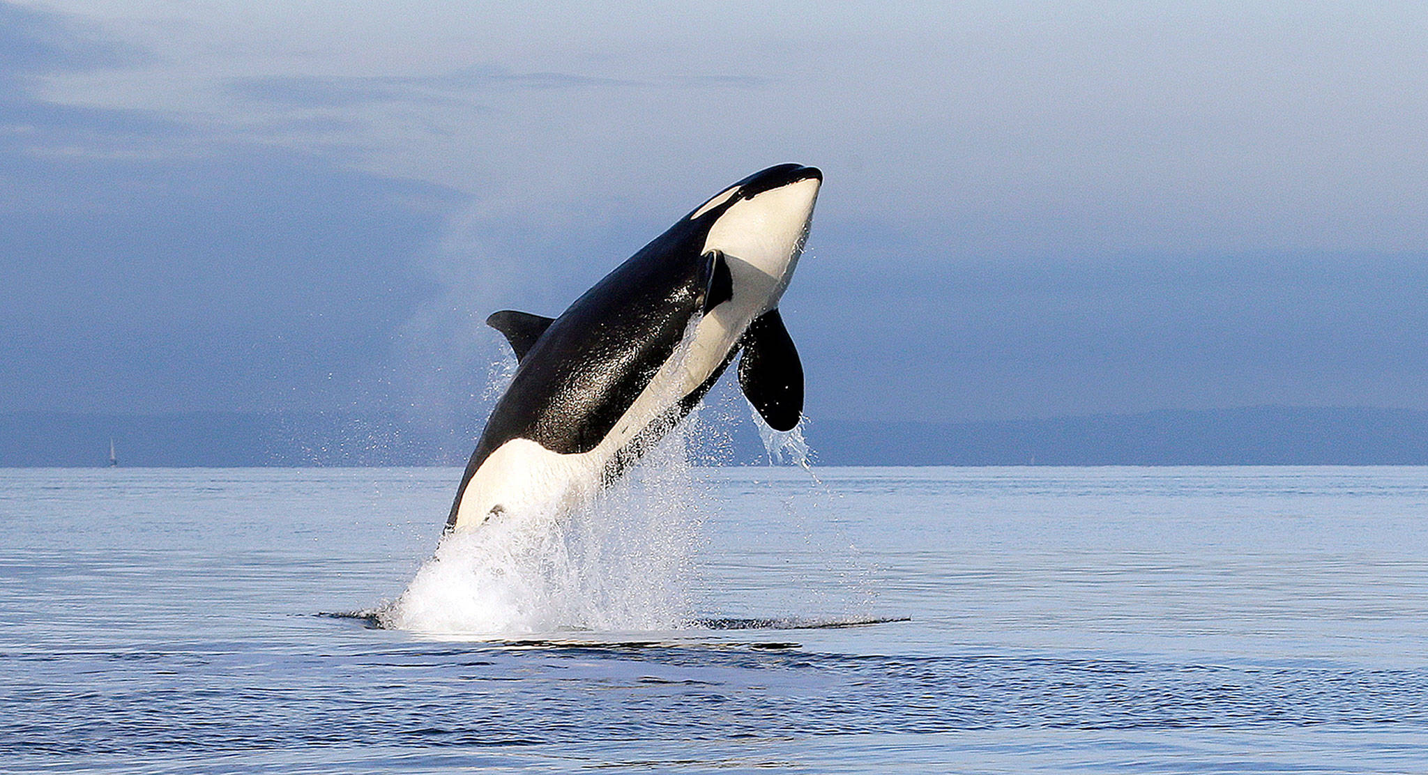 In this 2014 photo, an endangered female orca leaps from the water while breaching in Puget Sound west of Seattle. (AP Photo/Elaine Thompson, File)