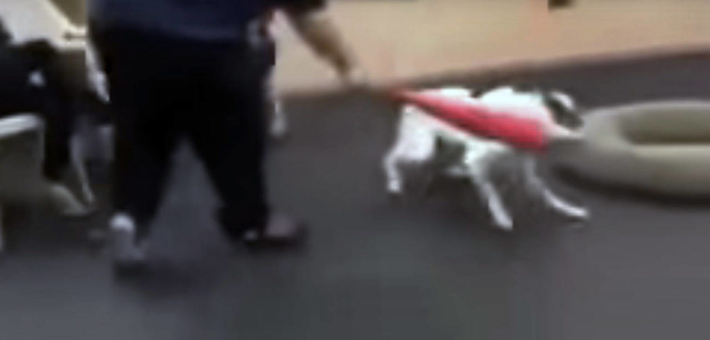 A video has surfaced which shows a trainer at Bothell’s Academy of Canine Behavior hitting a dog with a plastic bat.
