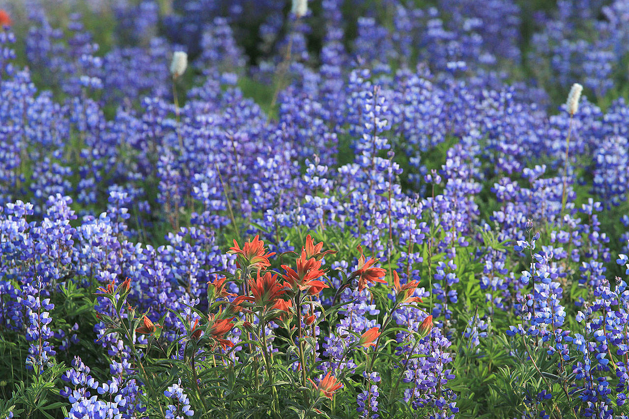 Fields of lupine and paintbrush in Mount Rainier National Park near Tacoma offer inspiration. (Pam Roy)