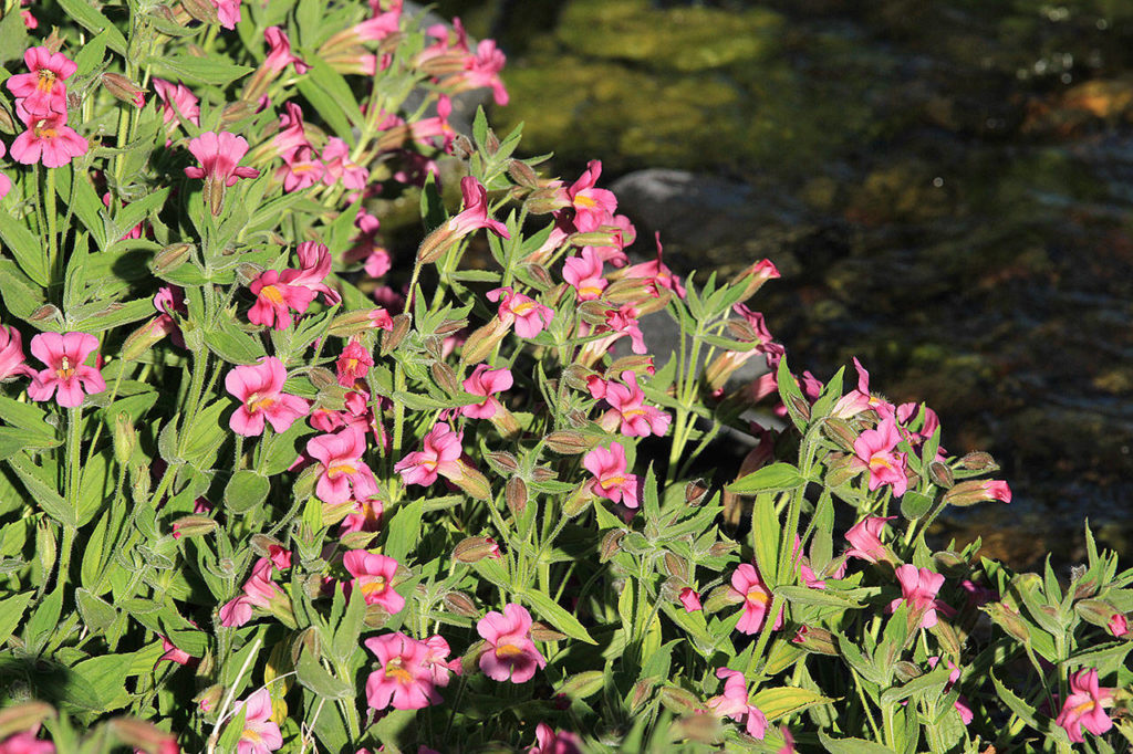 Showy pink monkeyflowers line a babbling brook in the 369-square-mile Mount Rainier National Park. (Pam Roy)
