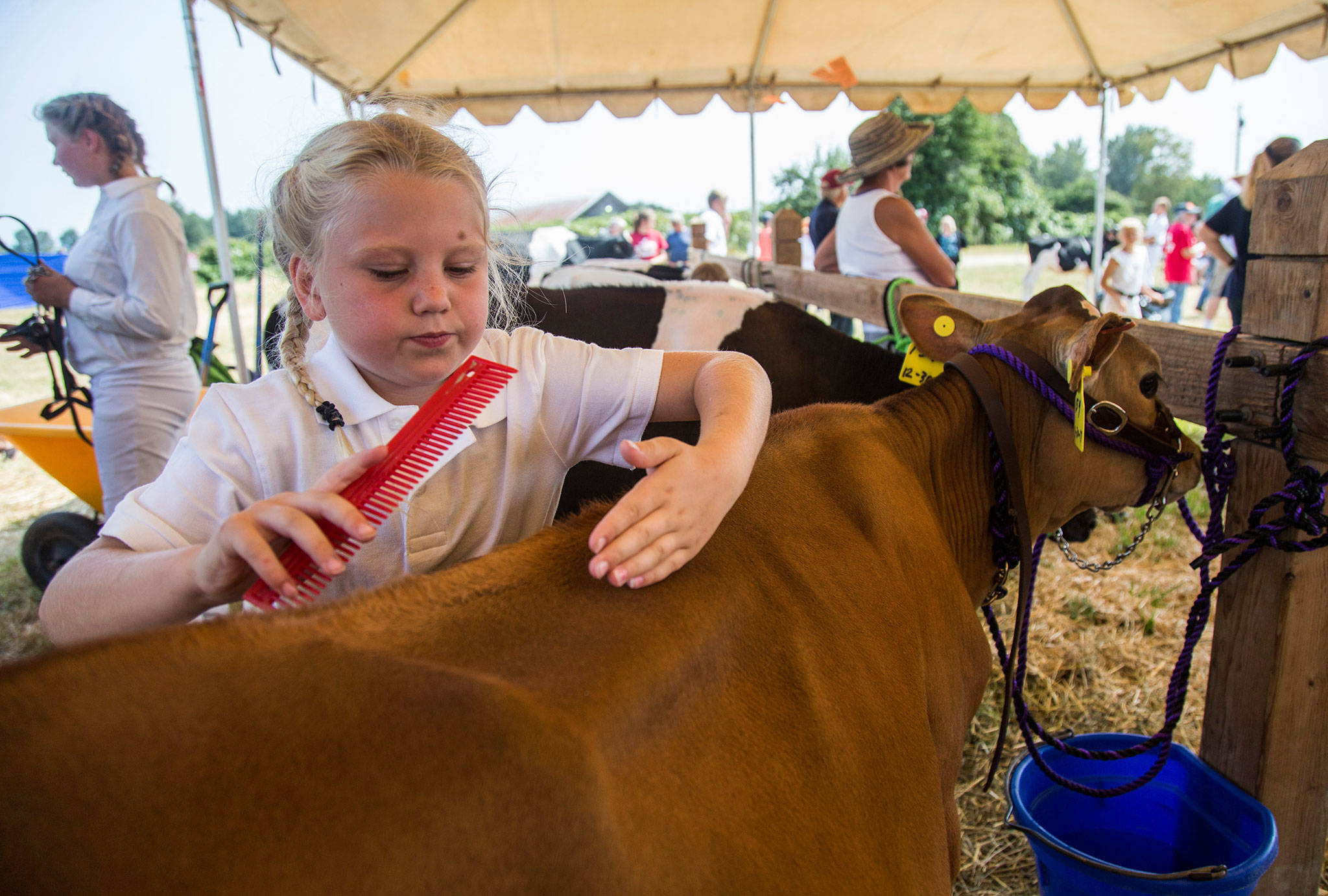 Annalyn Rogers, 7, works on combing her cow Caramel Princess’ hair during the Silvana Fair off of Pioneer Highway on Saturday, July 28, 2018 in Silvana, Wa. (Olivia Vanni / The Herald)