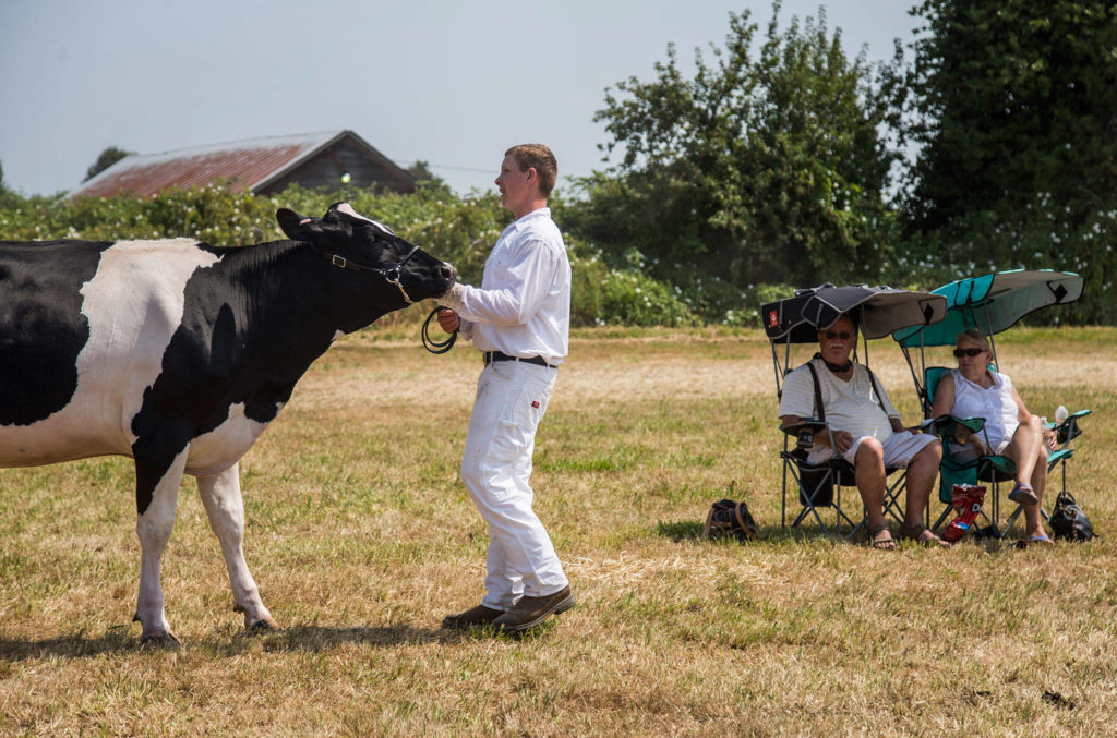 Cole Tverer, 14, walks his cow Laffy out for livestock judging during the Silvana Fair off of Pioneer Highway on Saturday, July 28, 2018 in Silvana, Wa. (Olivia Vanni / The Herald)
