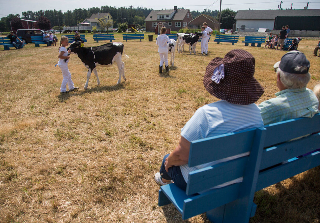 People cather to watch the livestock judging during the Silvana Fair off of Pioneer Highway on Saturday, July 28, 2018 in Silvana, Wa. (Olivia Vanni / The Herald)
