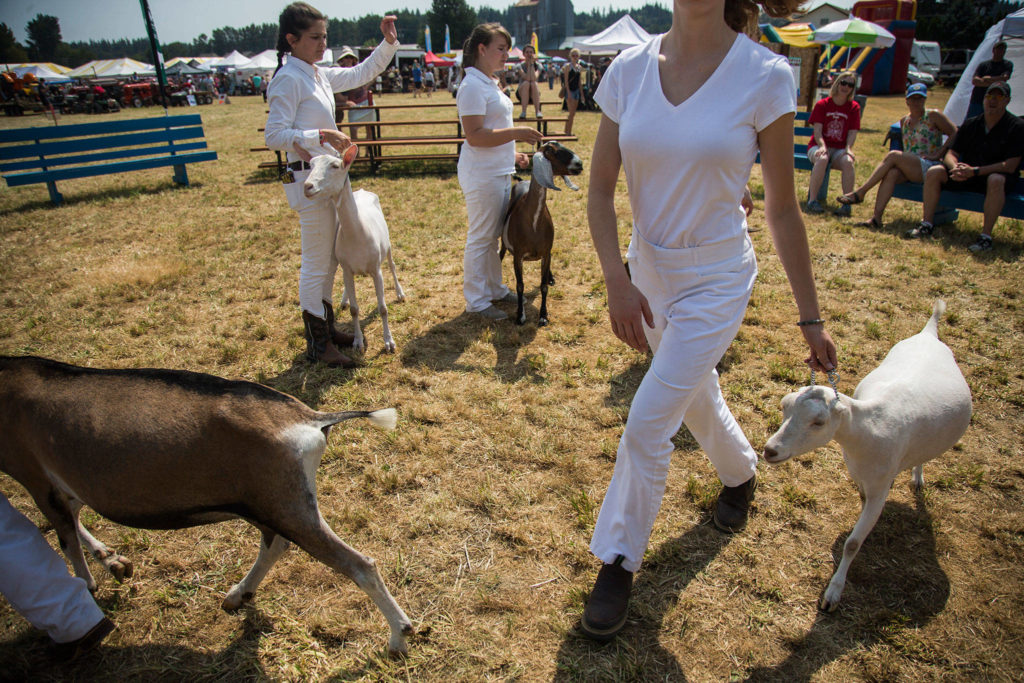 A group of livestock competitors was their goats to be judged during the Silvana Fair off of Pioneer Highway on Saturday, July 28, 2018 in Silvana, Wa. (Olivia Vanni / The Herald)
