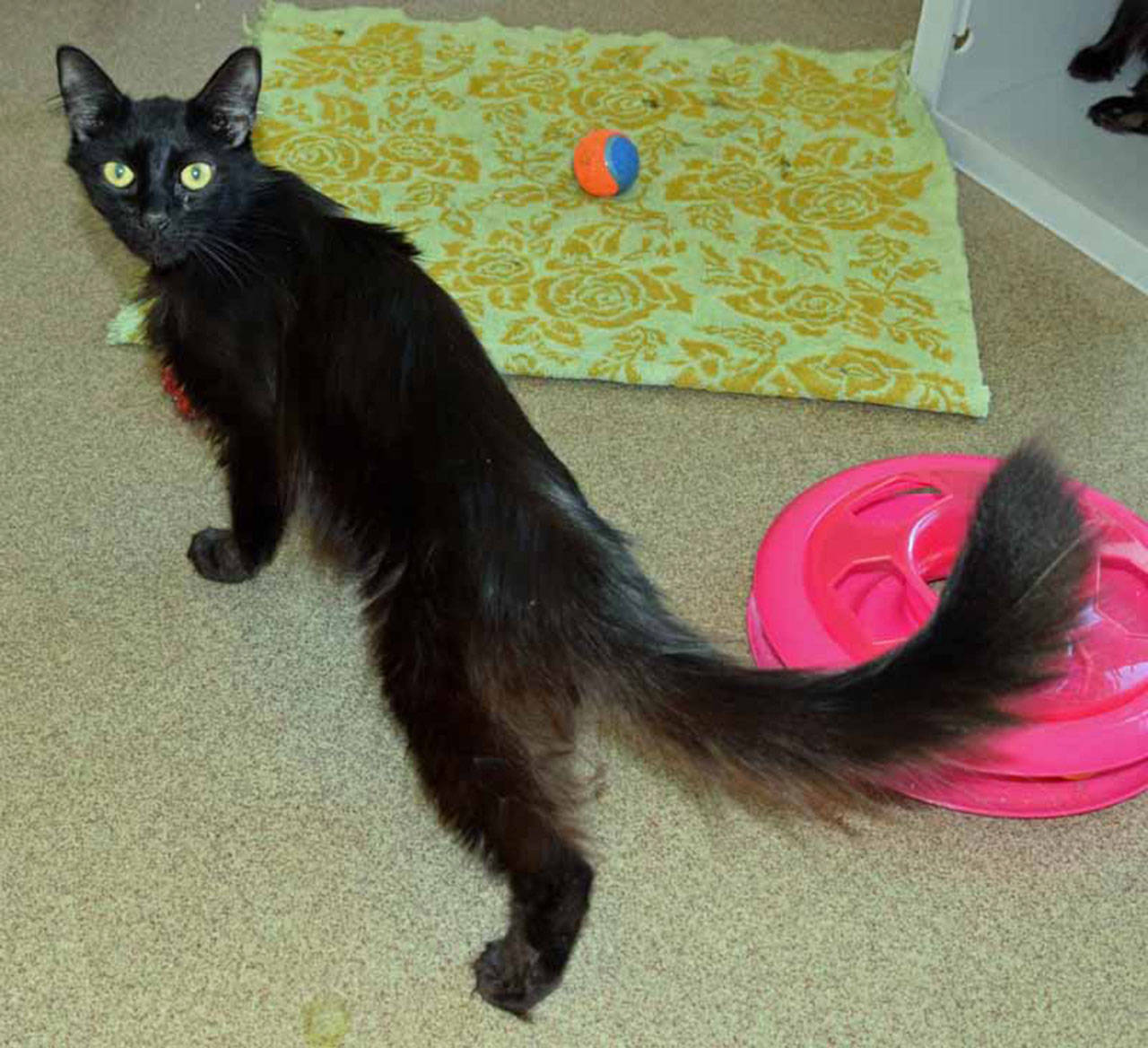 Chewie is a playful young cat. She is looking for a home that will play ball with her. She has lived with other cats but still will need a slow introduction to any resident pets. (Arleigh Movitz/Everett Animal Shelter)