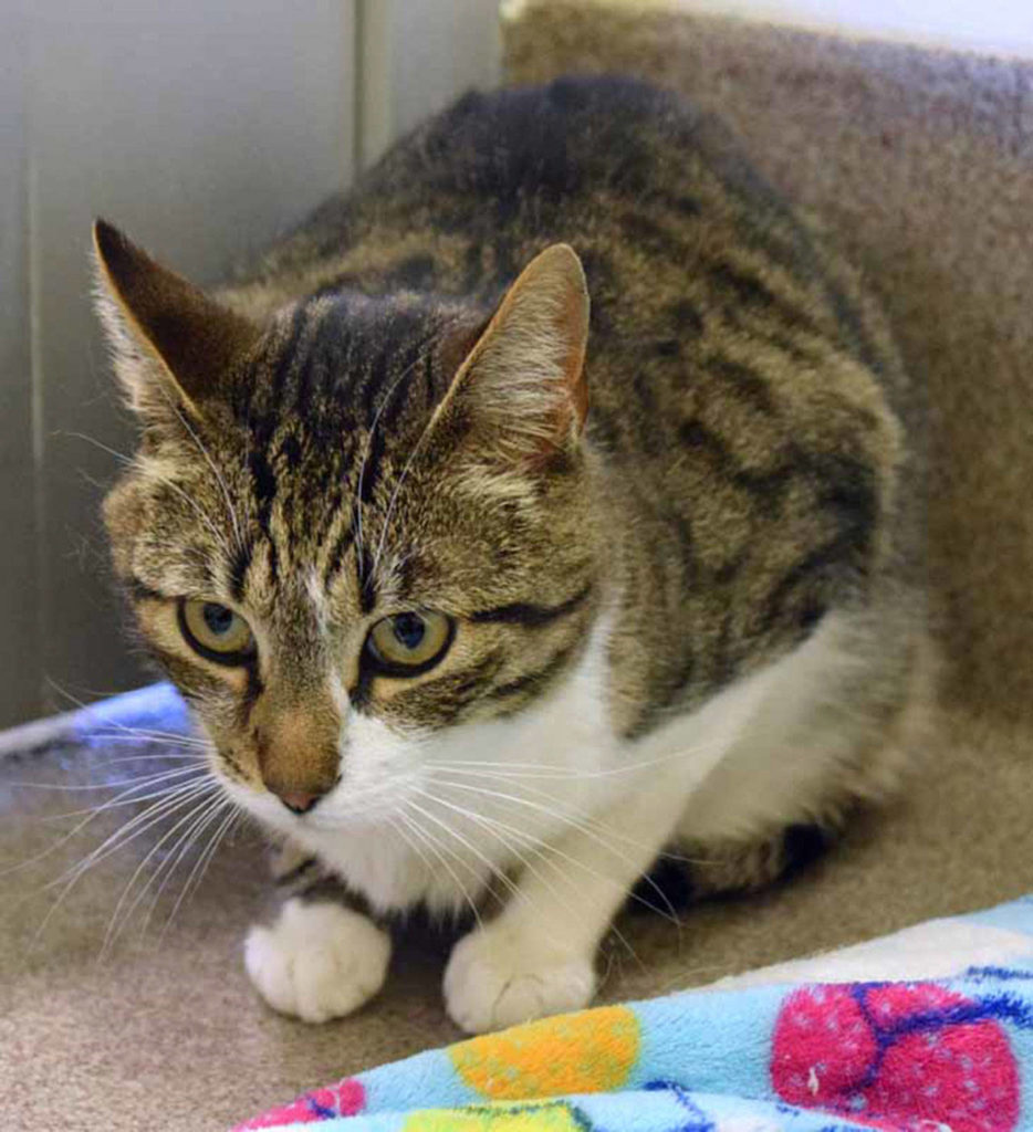 Jax is looking for a quiet home. He’d like cat trees to climb, boxes to sleep in, and toys to play with – especially the interactive types like wand toys. Jax loves to play with people and if you ask him to, he’ll stretch way up tall against your leg! (Arleigh Movitz/Everett Animal Shelter)
