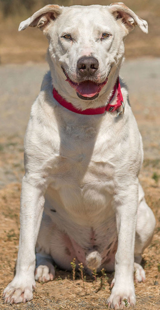 Rupert is a happy guy looking for a new home. He came here as a stray so we do not have much history. He will need a meet and greet with any resident dogs and a feline free home. Rupert enjoys going for walks and would enjoy a large fenced yard to play in. (Curt Story/Everett Animal Shelter)

