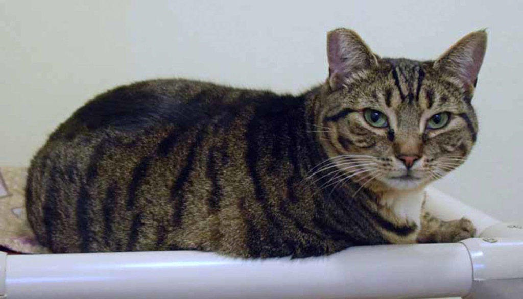 Twix and Kit Kat are fun, young senior gals. They are looking for a home where they can hang out on the back of a couch and maybe impress you with their abilities to soak up the sunshine. If that’s not enough, they’ll probably knock your socks off with some wicked cat yoga poses. You know you want them in your life. (Arleigh Movitz/Everett Animal Shelter)
