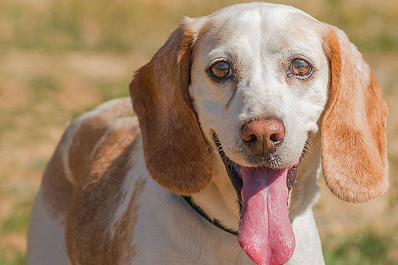 Several cats and dogs are ready for adoption in Everett