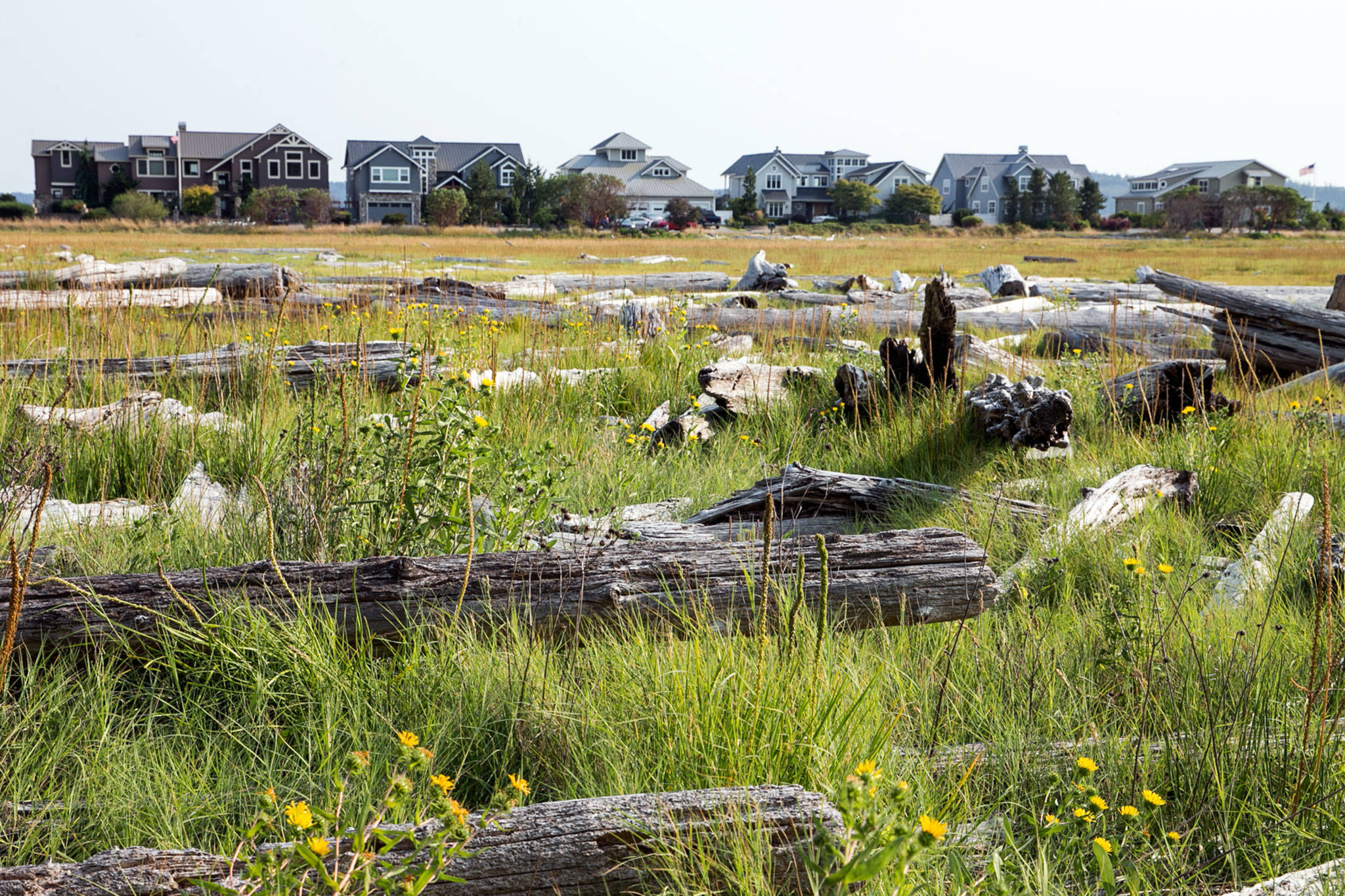Elger Bay Estuary, with 38 acres of land donated by a longtime Seattle and Camano Island family, is allowing the Whidbey Camano Land Trust to preserve habitat for salmon, birds and other wildlife. (Kevin Clark / The Herald)