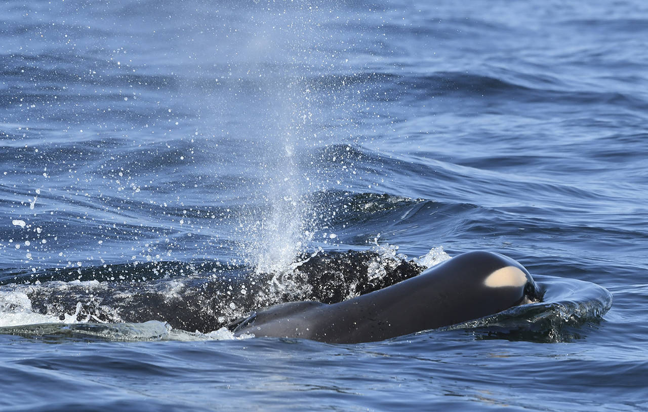 In this July 24 photo, A deceased orca calf is pushed by its mother after being born off the coast near Victoria, British Columbia. (David Ellifrit/Center for Whale Research via AP, file)