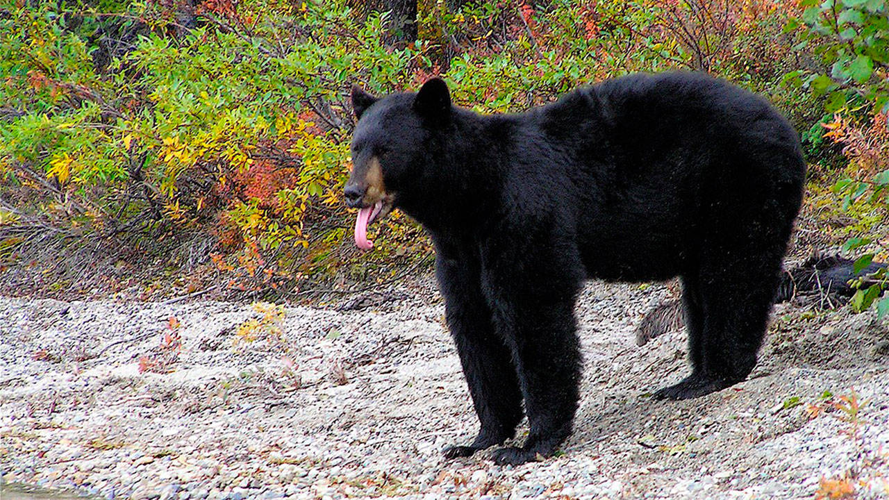 Bears have been active and spotted along the Mountain Loop Highway, a popular area for campers and hikers. (National Park Service Photo / J. Mills)
