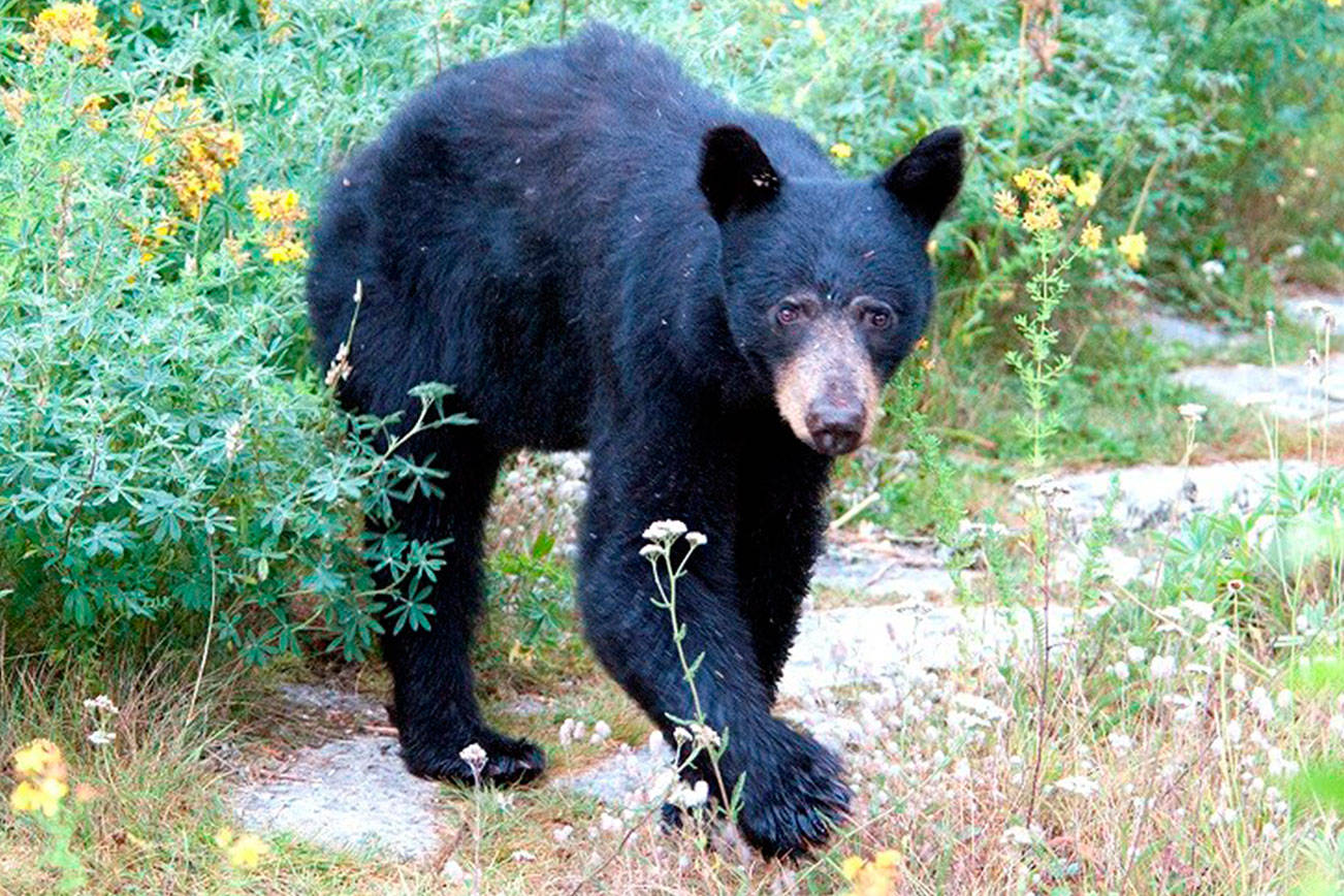 brazen behavior by bears
