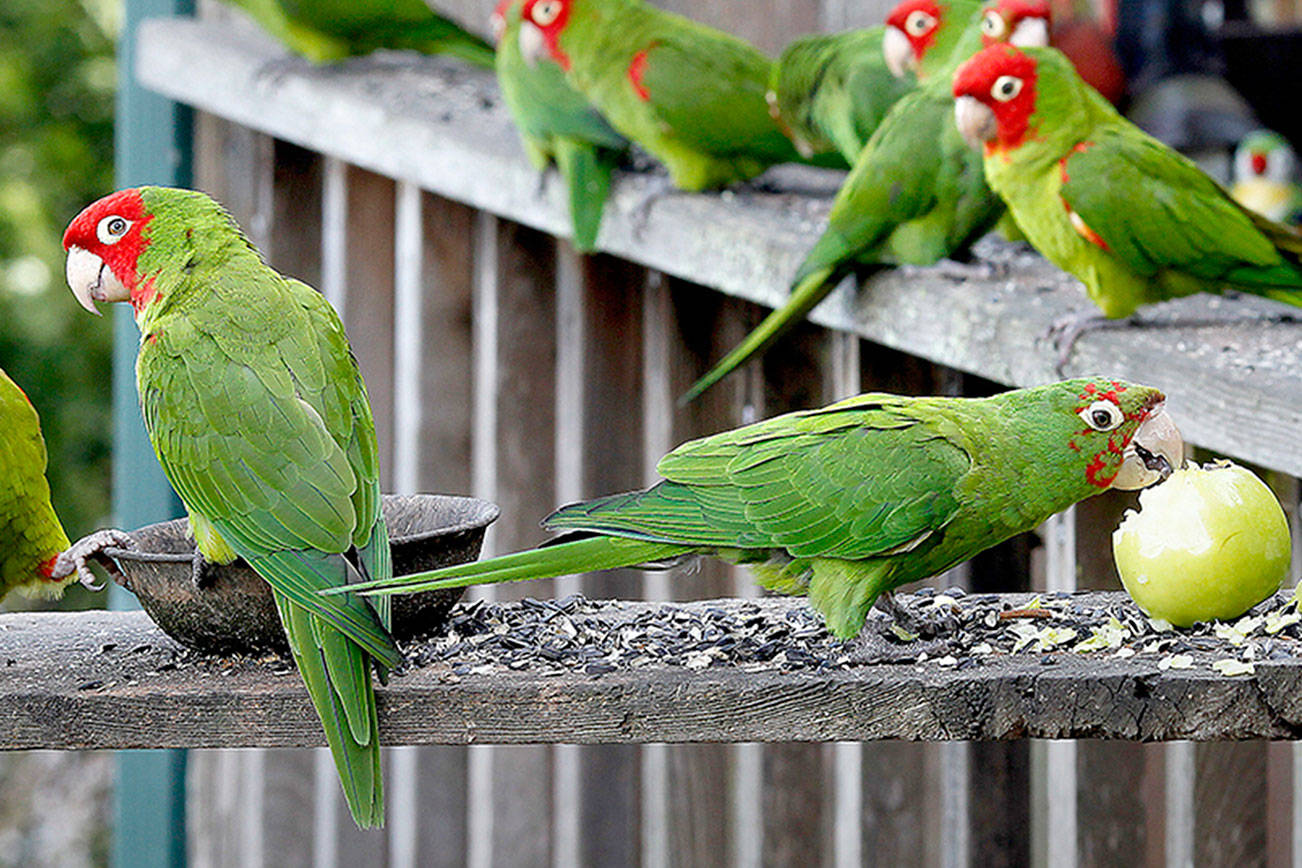 Где Можно Купить Живого Попугая