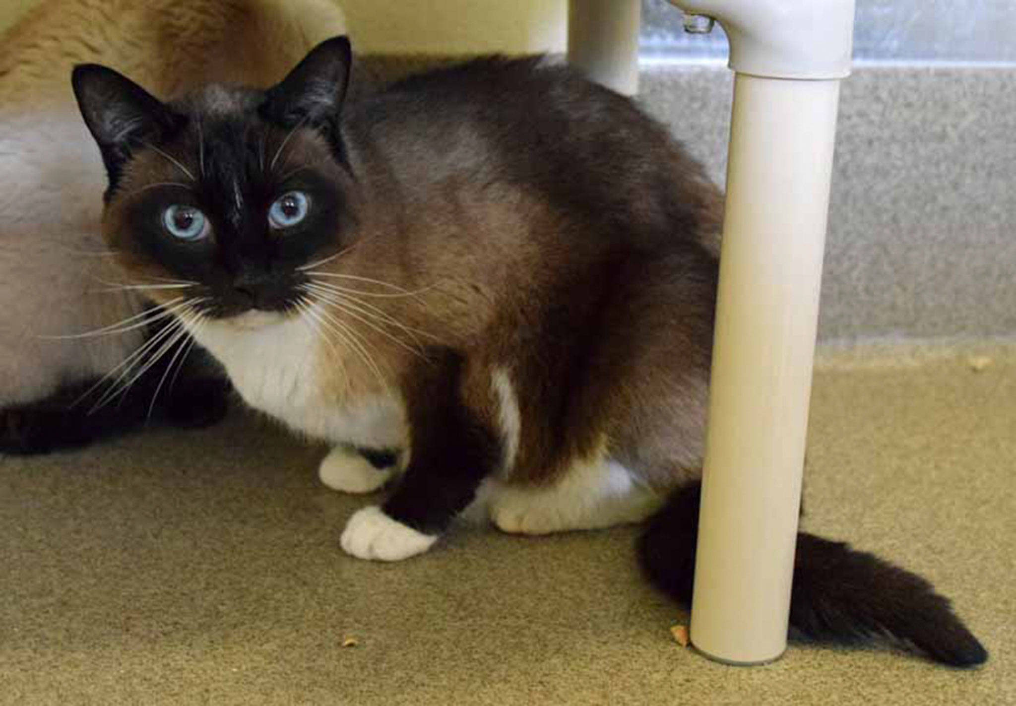 8 year old Boyd is ready for a quiet home to call his own. He has lived with other cats. This beautiful blue eyed boy is just waiting for a lap to call his own! (Arleigh Movitz/Everett Animal Shelter)