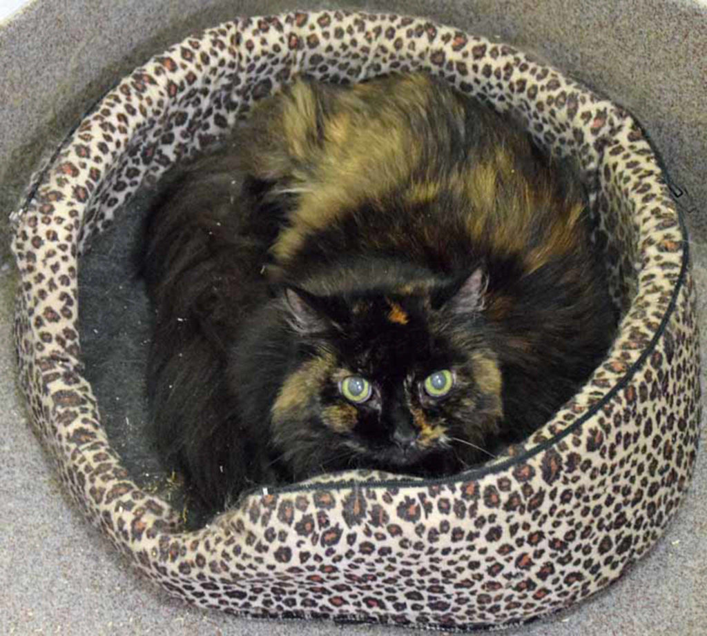 Buggy is a shy gal in till she gets to know you. She has lived with other cats and should do fine with other cats after a gradual introduction. (Arleigh Movitz/Everett Animal Shelter)
