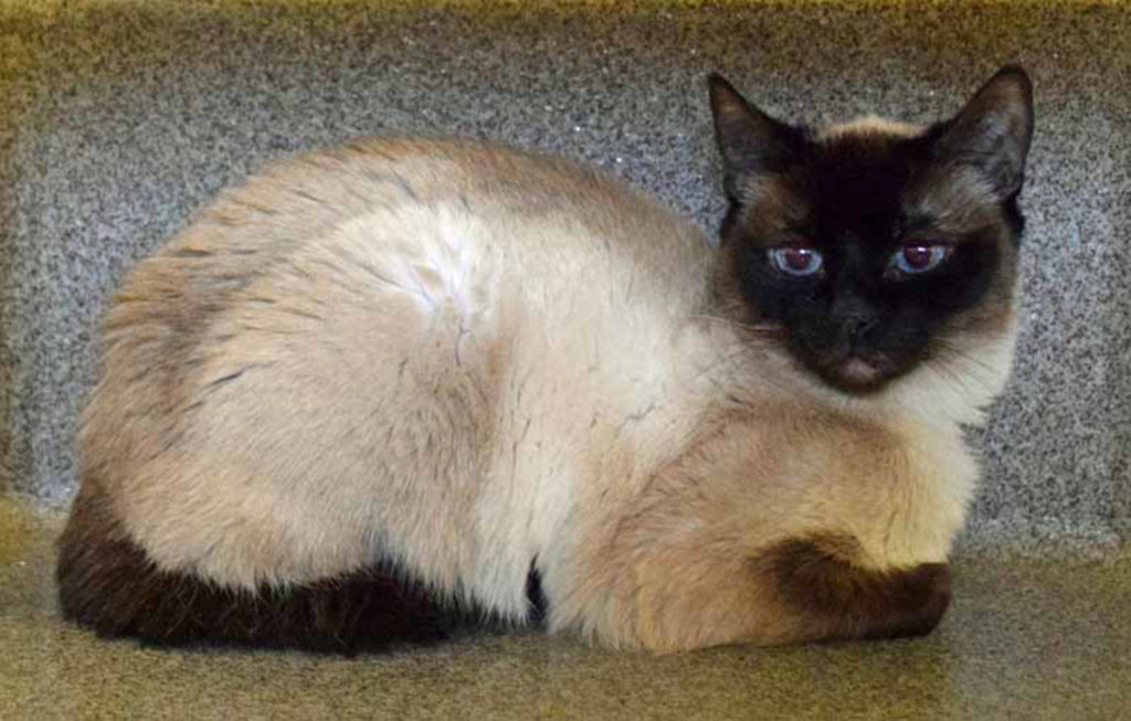 Cuddles is an 8 year old Siamese just waiting for a new home. She likes laps, sunshine, treats and a quiet environment. This blue eyed beauty is just waiting for you! (Arleigh Movitz/Everett Animal Shelter)
