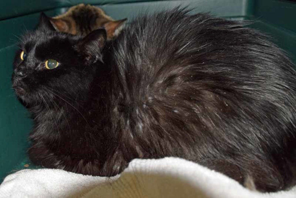 10 year old Sugar is a shy gal in til she gets to know you. She has lived with other cats and should do fine with other cats after a gradual introduction. (Arleigh Movitz/Everett Animal Shelter)
