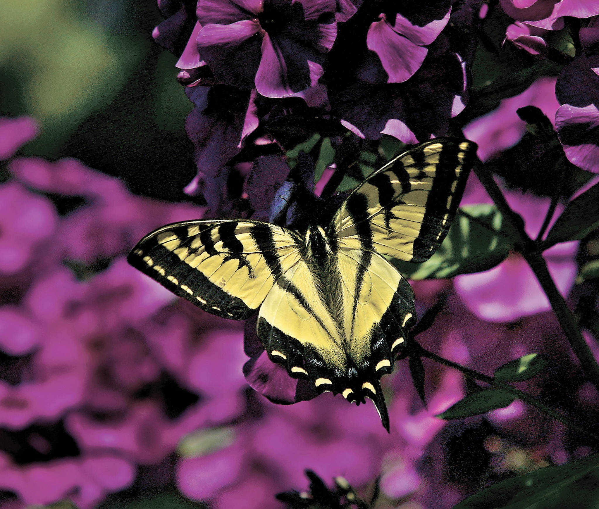 A tiger swallowtail butterfly visits a planting of Guem, which flowers through the summer. (Mike Benbow / Herald file)