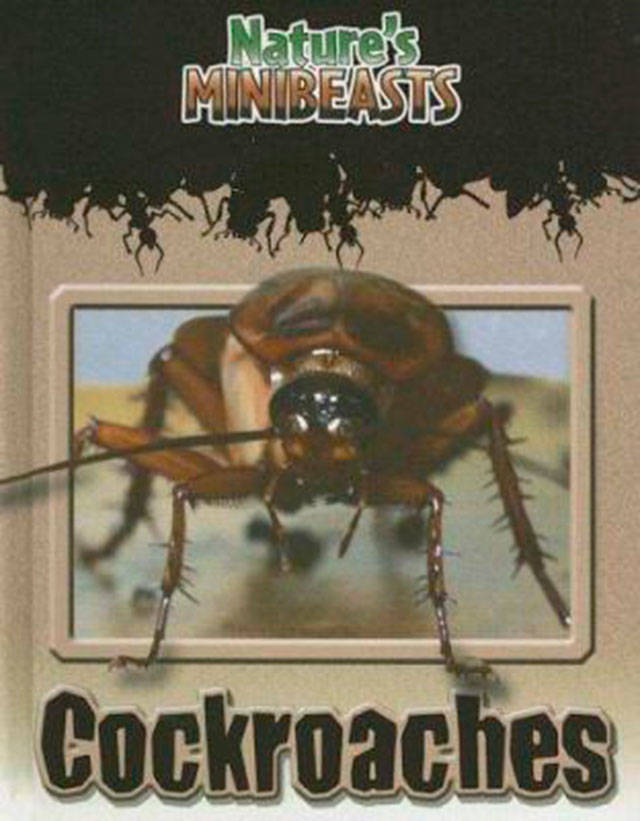 A cockroach can live for a week without its head before if finally dies of thirst, as explained in “Nature’s Minibeasts: Cockroaches” by Clint Twist.