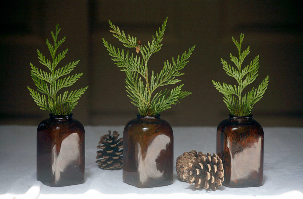 Single fans of cedar snipped from a tree in the yard are the perfect stuffers for tiny old medicine jars. They’re small, but three together become a sculptural grouping for a mantel or windowsill. No cedar? Any sprig of greenery works, even some snips from herbs like curly parsley or that invasive scotch broom you can’t kill. (Vanessa McVay / The Herald)
