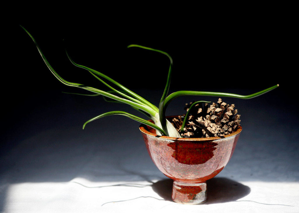 A lovely Raku pottery dish is the perfect platform for a sculptural air plant (tillandsia). Mini pine cones provide support. No water is needed in this arrangement. (Vanessa McVay / The Herald)
