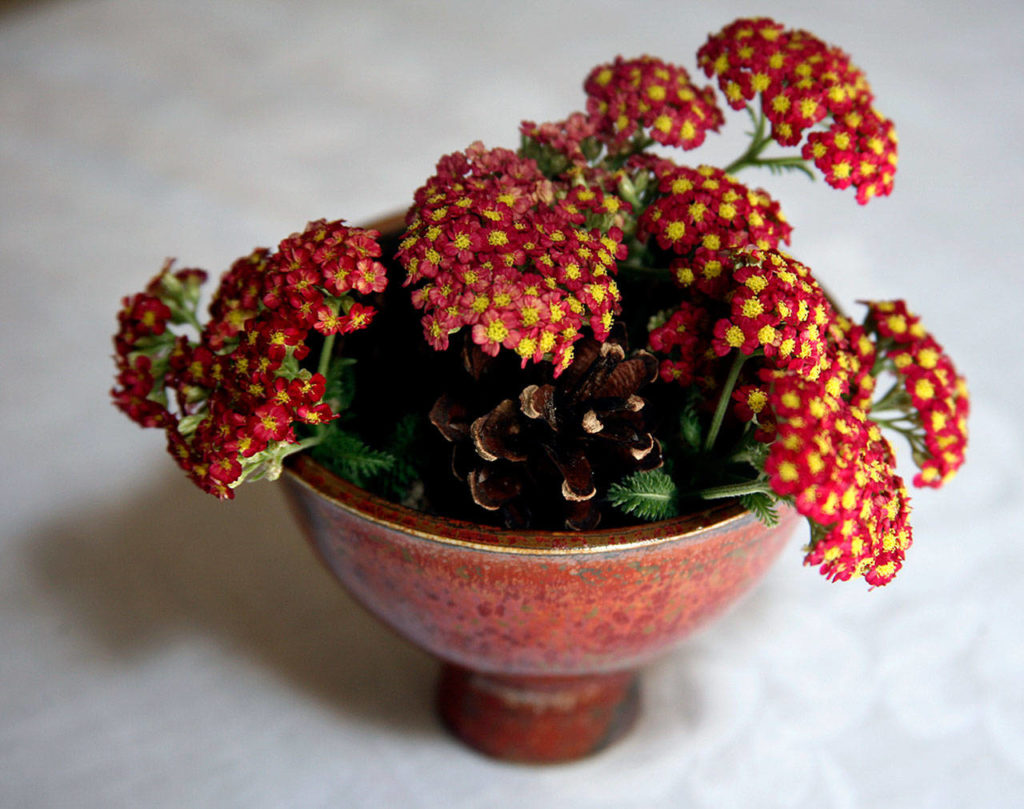 A Raku pottery dish with cushiony achillea (“Paprika”). Mini pine cones add support. (Vanessa McVay / The Herald)
