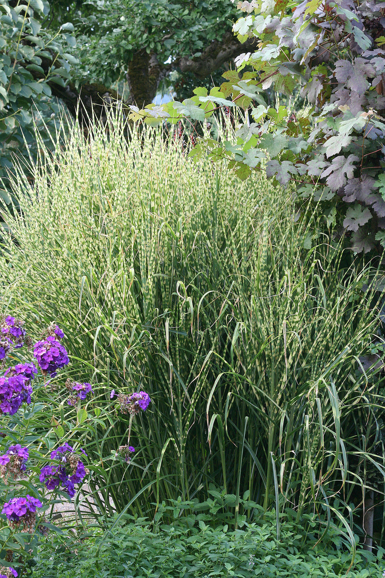 “Gold Bar” clumping grass is a show-stopper with dramatic gold stripes that cut across the blades. (Richie Steffen)