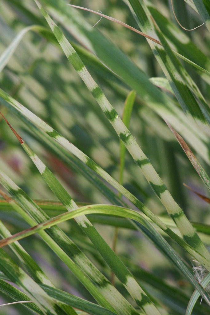 A close-up on Miscanthus sinensis “Gold Bar” variegated grass. (Richie Steffen)

