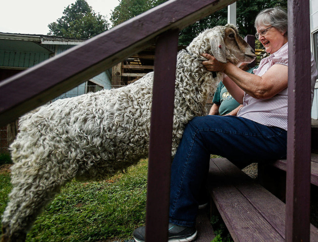 The biggest goat on the farm, “Chick,” visits with Elaine Wilson as she and husband Dale sit outside the wool shop on the steps Thursday. (Dan Bates / The Herald)
