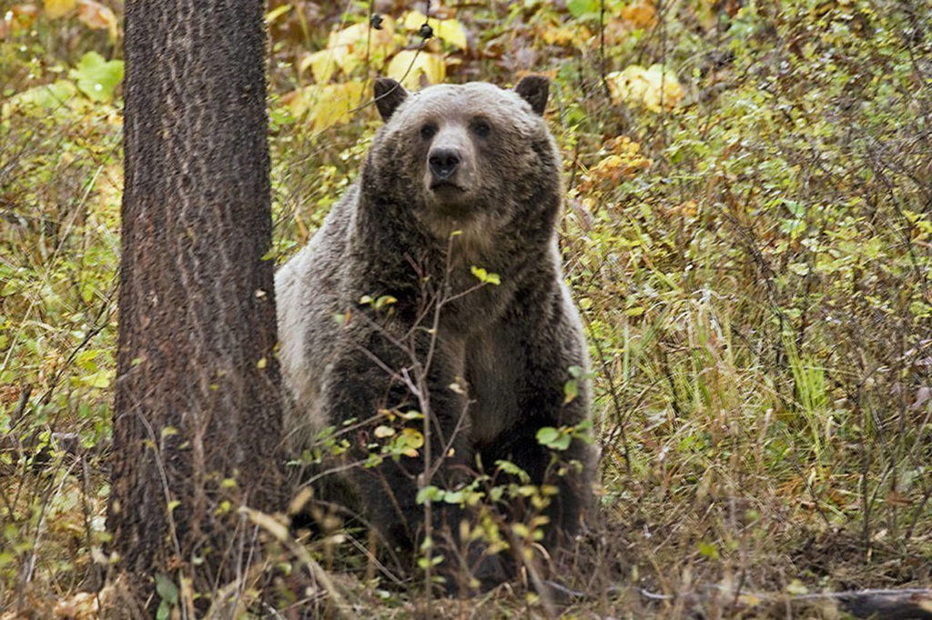 Mossback's Northwest: Where are Washington's grizzly bears?