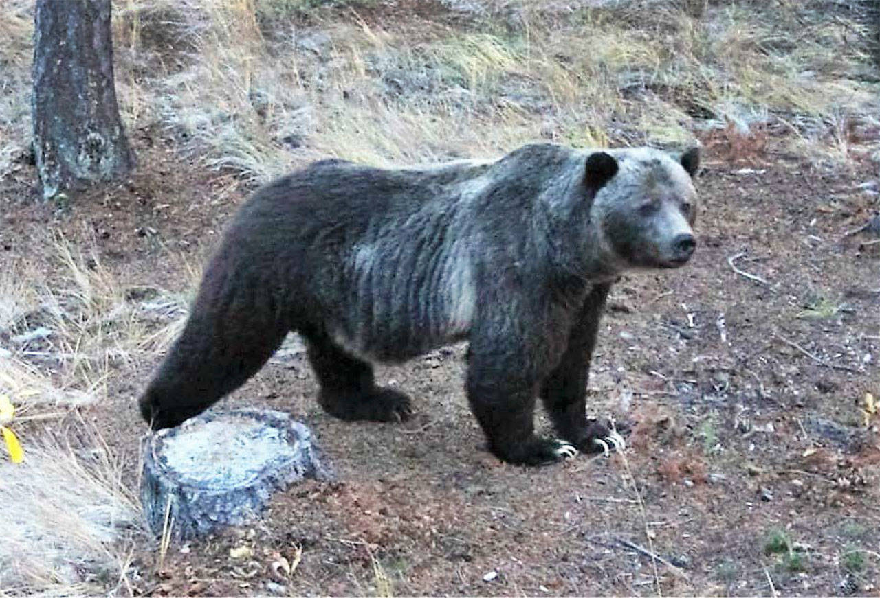 This grizzly bear was photographed near the East gate of Manning Park, British Columbia in 2015. (John Ashley-Pryce/National Park Service)