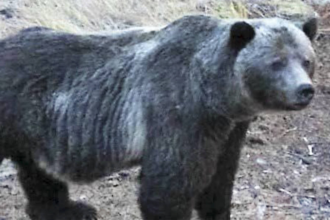 New study confirms historical presence of grizzlies in Washington