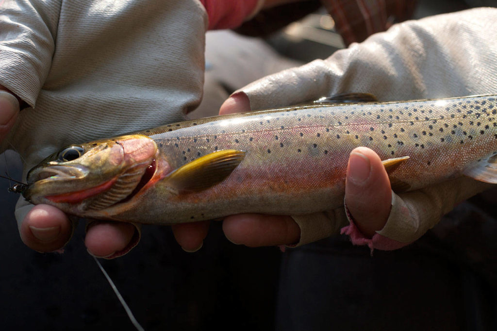 A nice cutthroat is displayed before its release back into the lake. (Mike Benbow photo)
