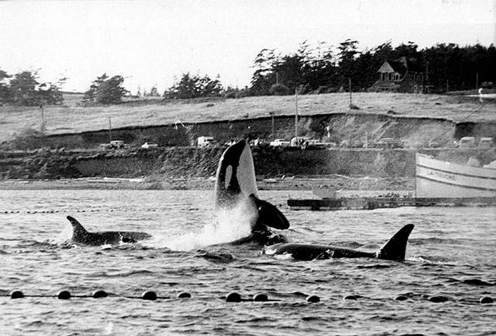 Killer whales not trapped in nets during the 1970 Penn Cove capture stayed near penned kin until the last one was hauled away on a truck. (Wallie Funk/Whidbey News-Times file)
