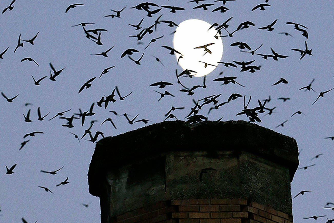 The moon is visible in the background as a multitude of migratory Vaux’s swifts flock to roost for the night inside a brick chimney at Chapman Elementary School in Portland, Oregon, on Sept. 13, 2016. (Don Ryan/AP file)