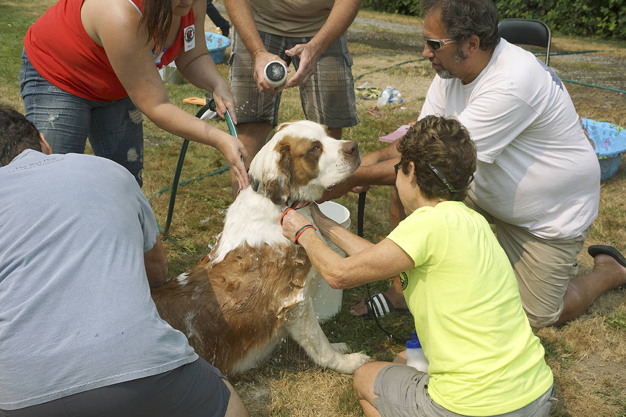 It takes several volunteers to give the biggest dog of the day a good scrub at the Aug. 18 Dog Wash fundraiser for the Camano Animal Shelter Association. (Contributed photo)