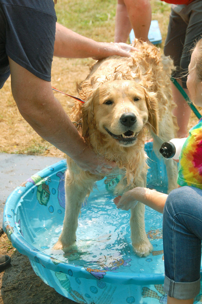 A canine client enjoys a good scrub at the Aug. 18 Dog Wash fundraiser for the Camano Animal Shelter Association. (Contributed photo)
