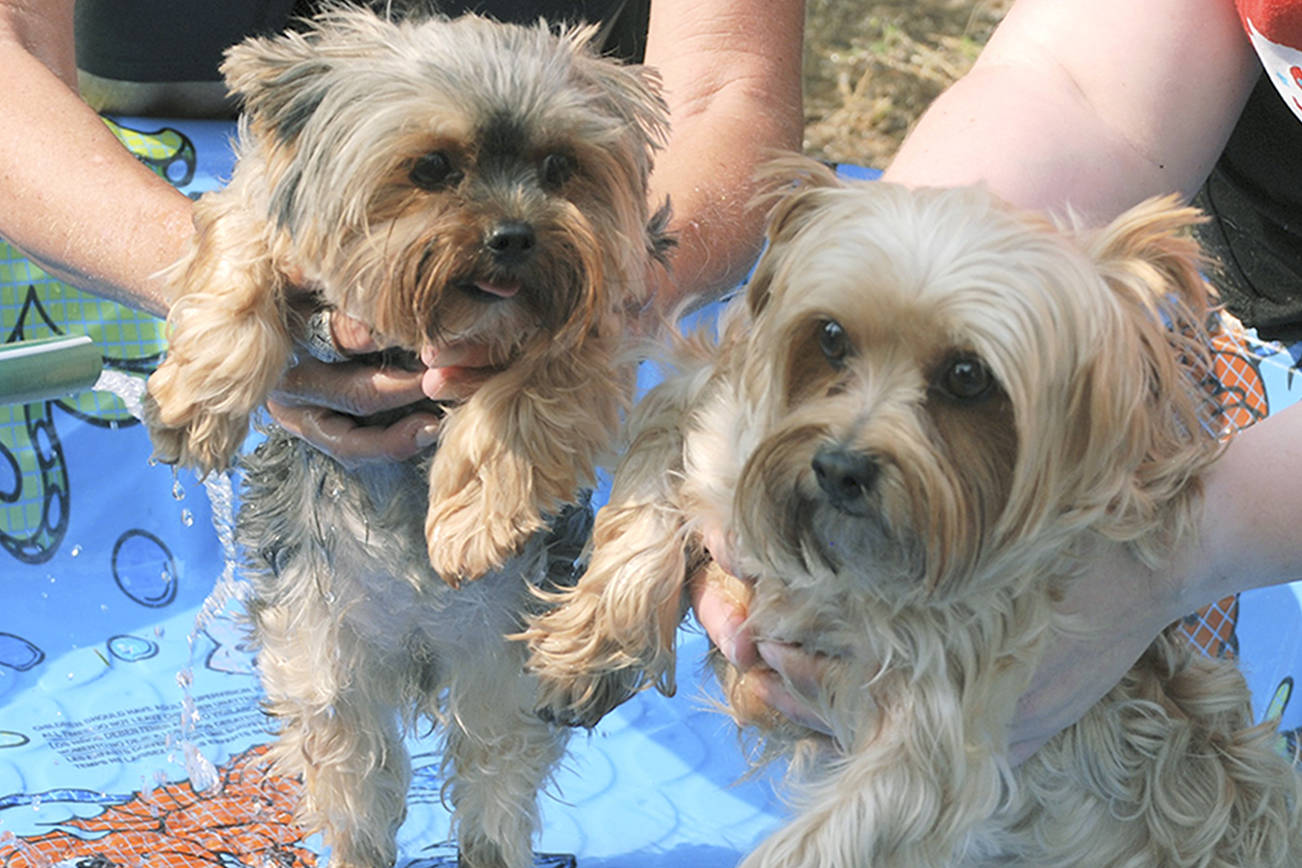 Scrub-a-dub-pup: Dog wash raises $6,000 for CASA