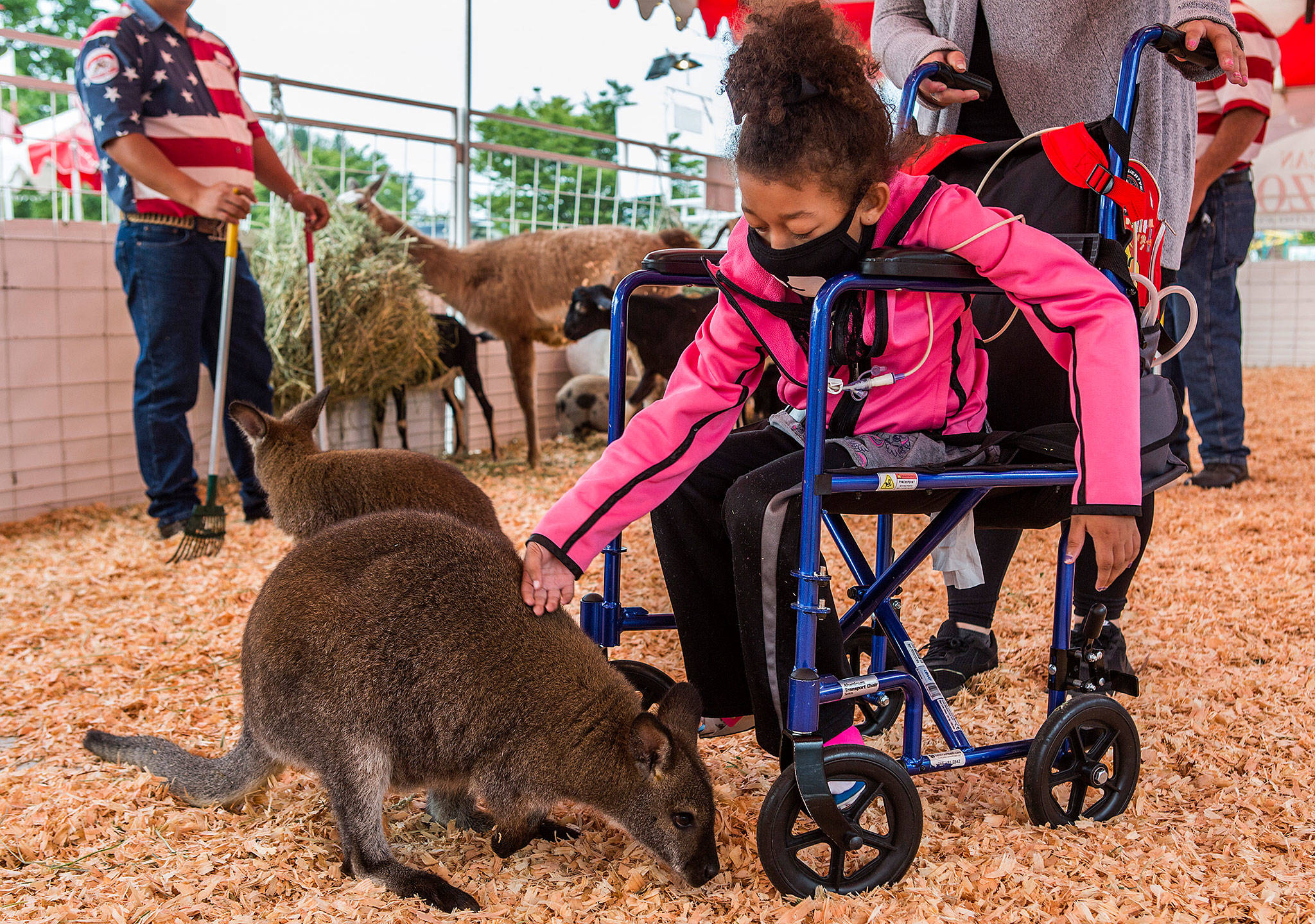 Jaylah Wright, 6, pets a wallaby at the petting zoo during the Morning of Dreams at the Evergreen State Fair on Wednesday in Monroe. (Olivia Vanni / The Herald)