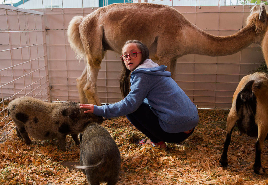 Sarah Miller, 11, looks at her mother as she pets a pig at the petting zoo during the Morning of Dreams at the Evergreen State Fair on Wednesday in Monroe. (Olivia Vanni / The Herald)
