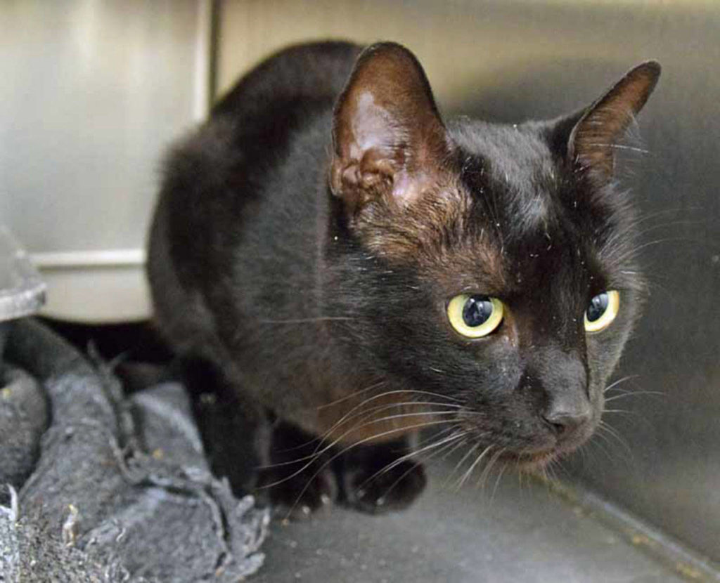 Jr is an hunter of many toys (even plays fetch). He will need to be slowly introduced to any resident cats but he does like dogs. (Arleigh Movitz/Everett Animal Shelter)
