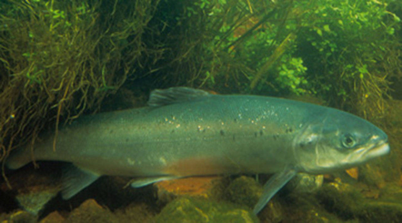 Contributed photo/NOAA                                Atlantic salmon.