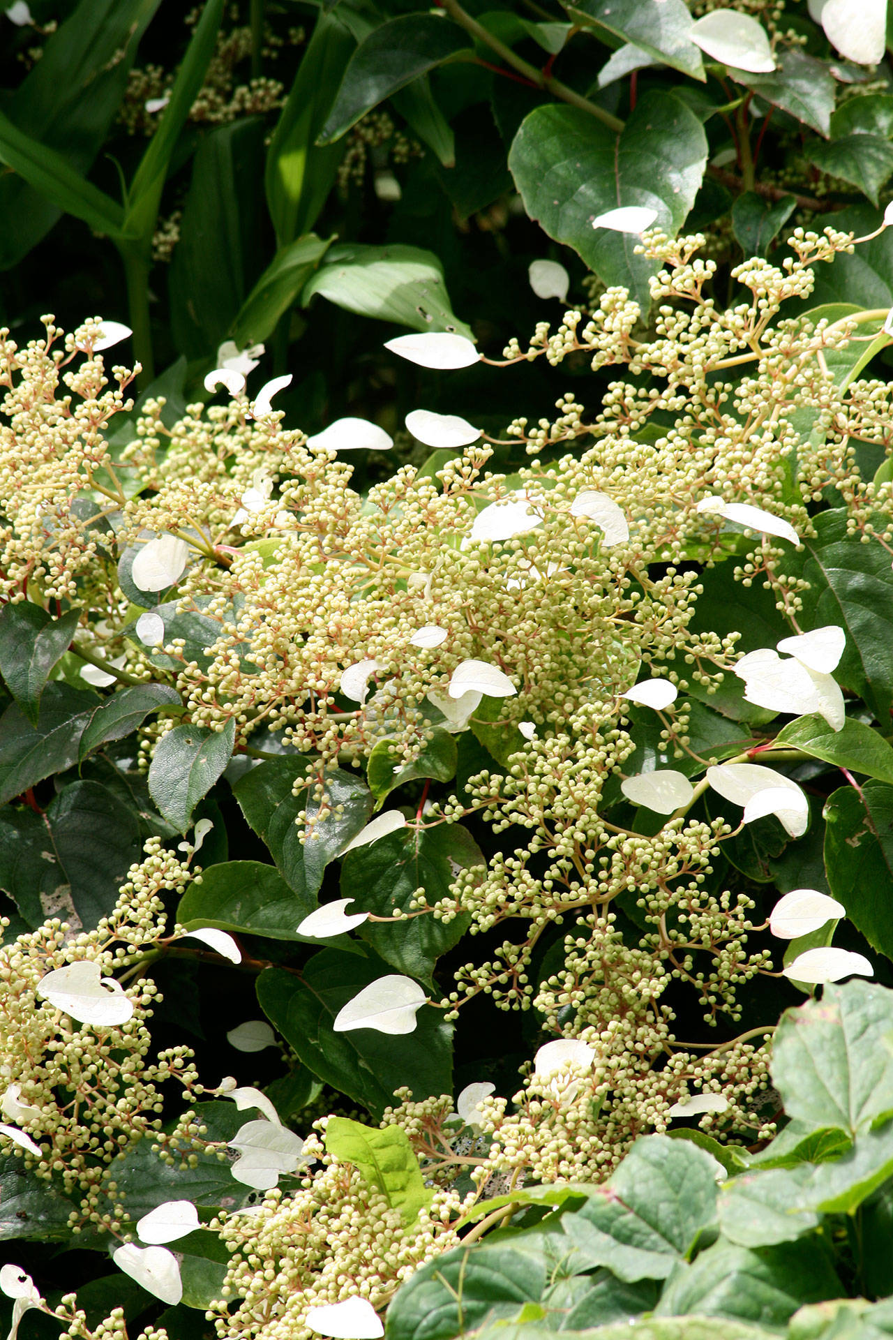 Great Plant Pick: Schizophragma hydrangeoides “Moonlight,” Japanese hydrangea vine