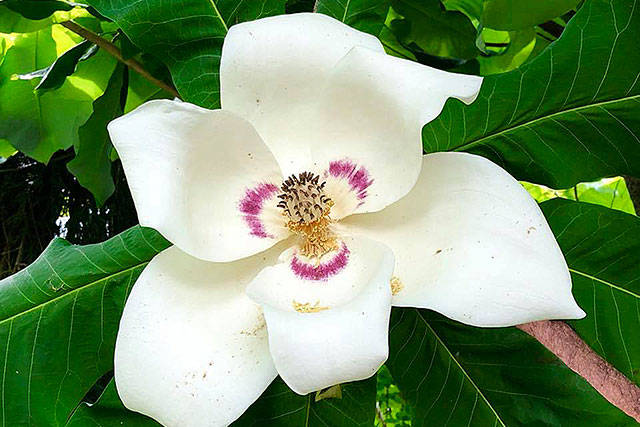 The flowers on a magnolia macrophylla in Steve Smith’s garden can be up 1½ feet across. (Contributed photo)
