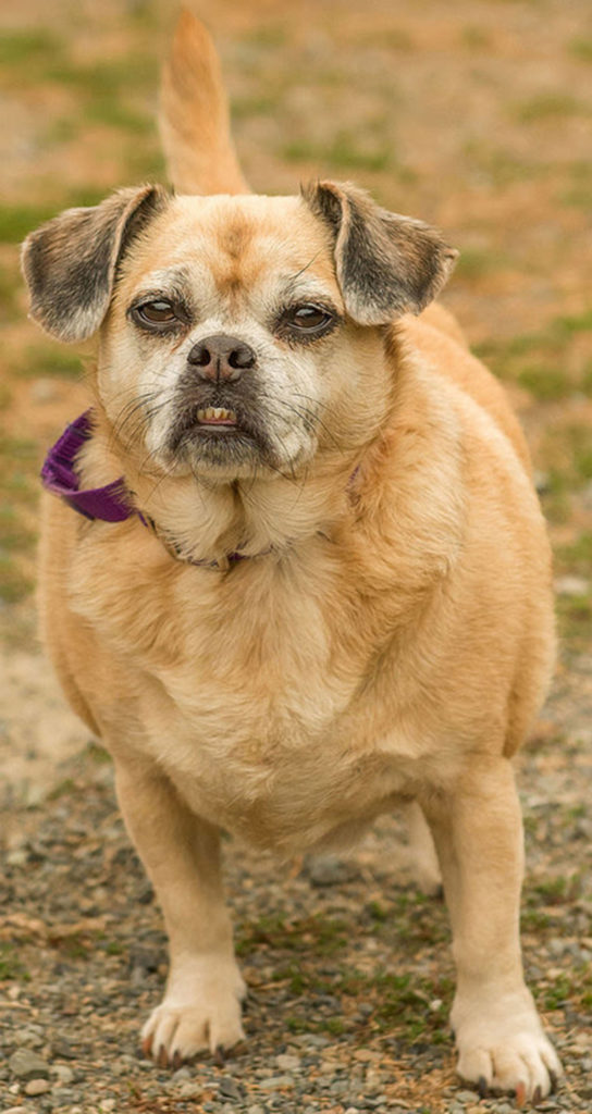 Rochelle is a very sweet overweight puggle looking for a new home. She enjoys short walks and just hanging out with people. She will need a meet and greet with any resident canines and we are not sure how she is with cats. Come meet this sweetie today!
