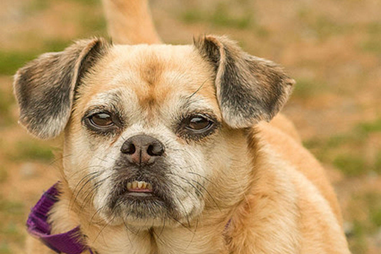 Two dogs are ready to be adopted at Everett Animal Shelter